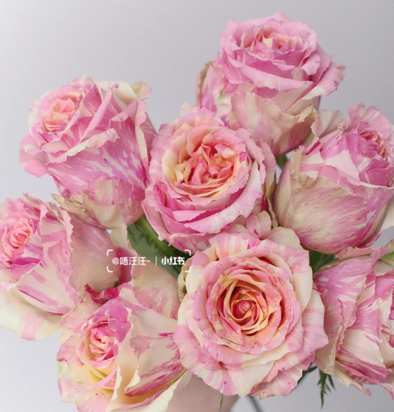 超新品切花【嘉年华】粉色浓香高杯带条纹大花阳台庭院约会