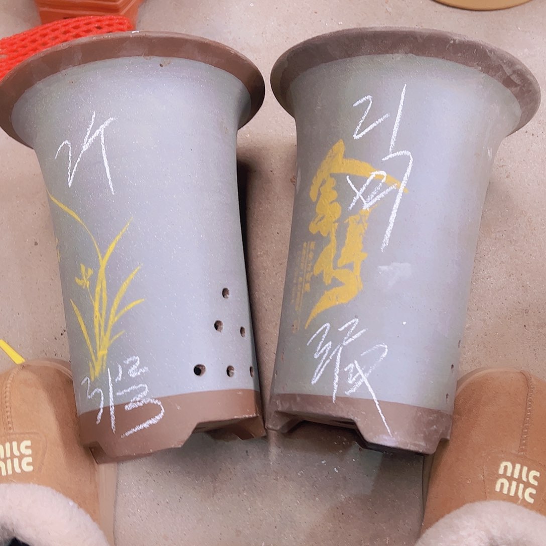 紫砂31……………………………………