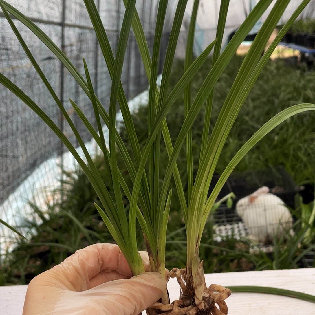 向***生完全开放兰花兰花