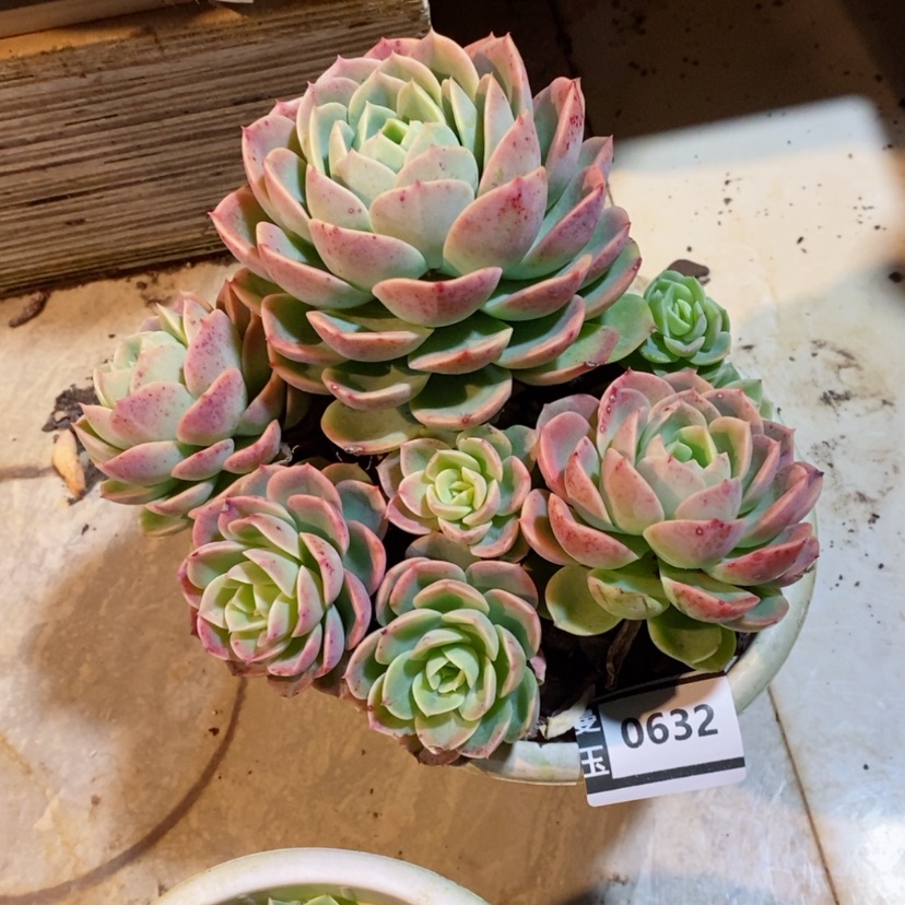 【闪购商品】香*儿哈密瓜0632