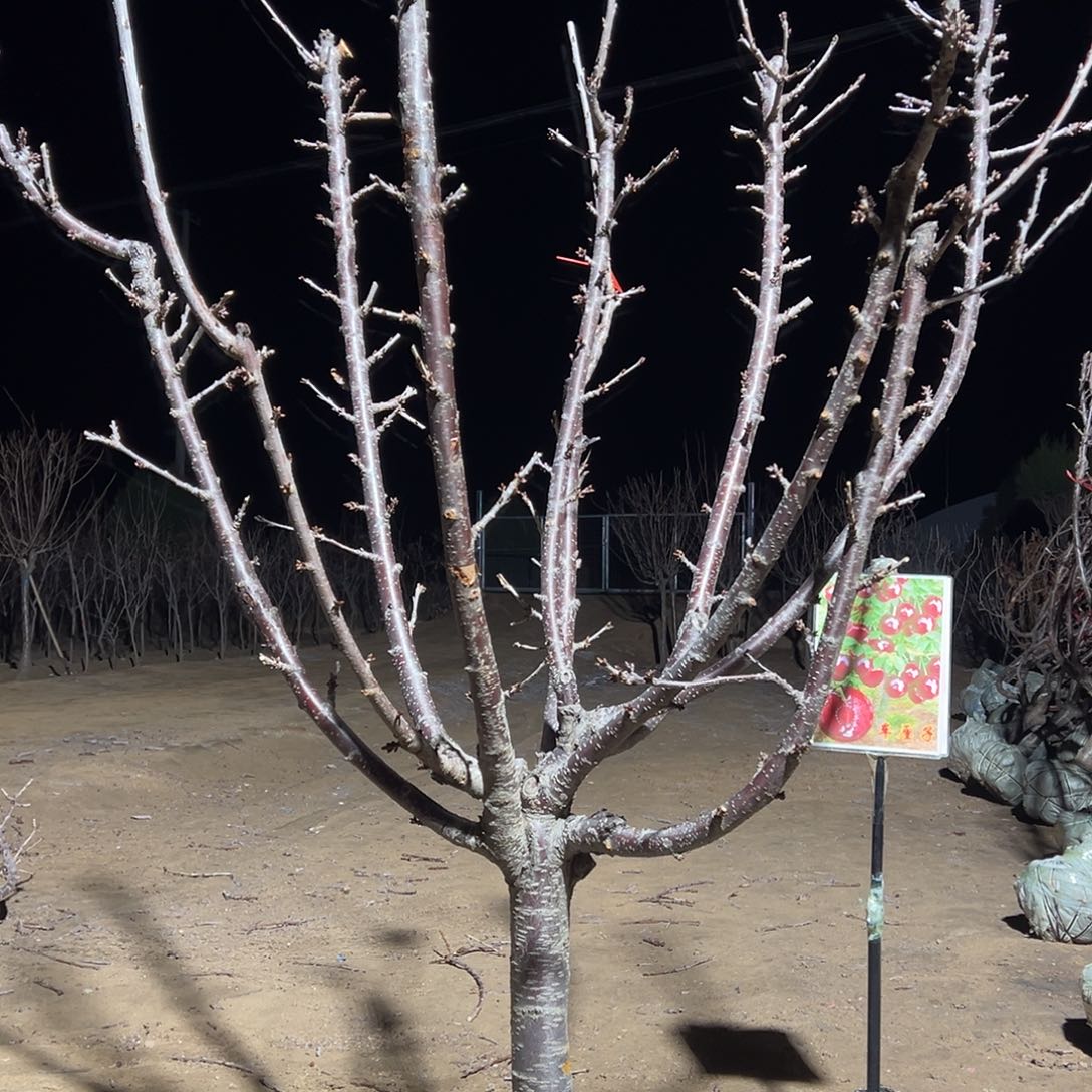 没***油完全开放车厘子树专拍链接