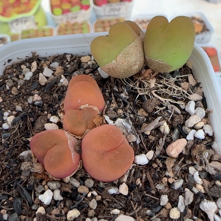 240四头超毛四头毛111111111