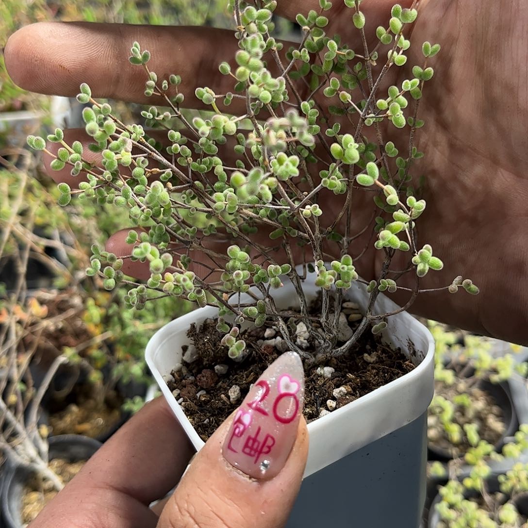 老米粒枝干番杏带盆