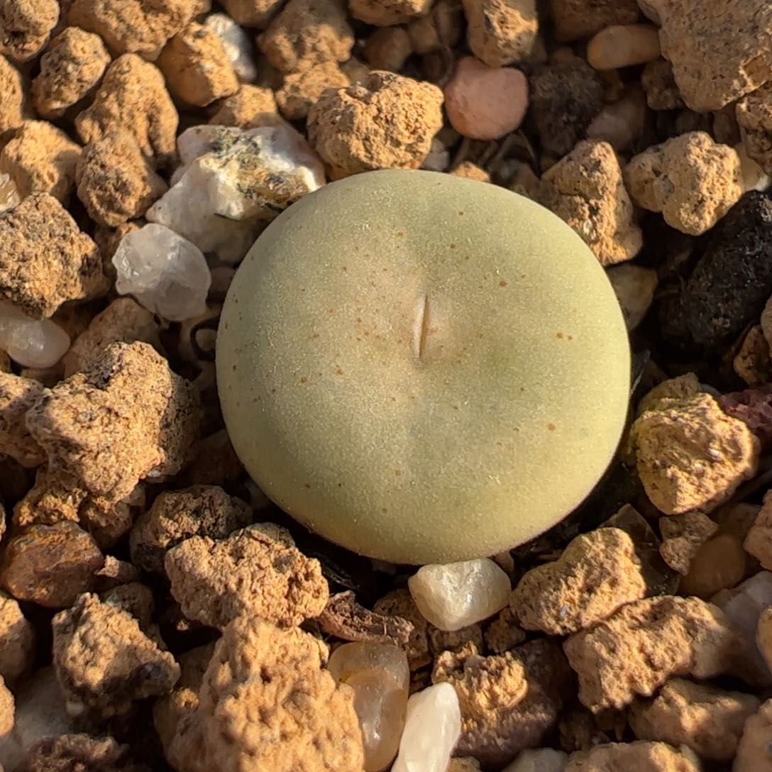 屁嘴福利多肉植物百科