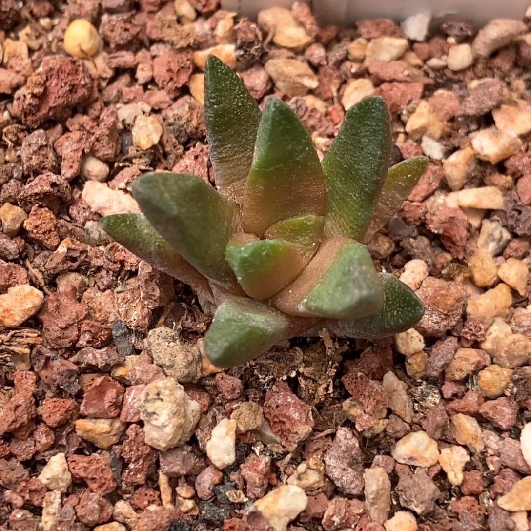 实生红体龙角牡丹2.5cm