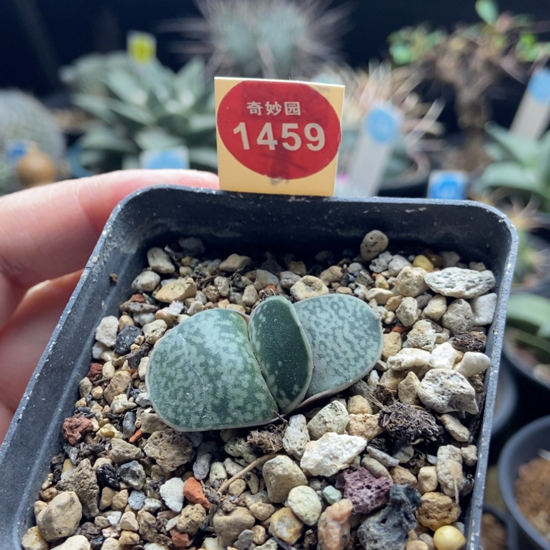 实生恐龙卧牛一棵仙人球