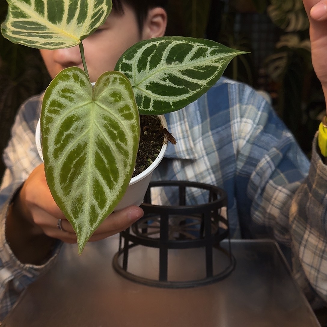 完全开放R143超级银刷子杂银色闪光