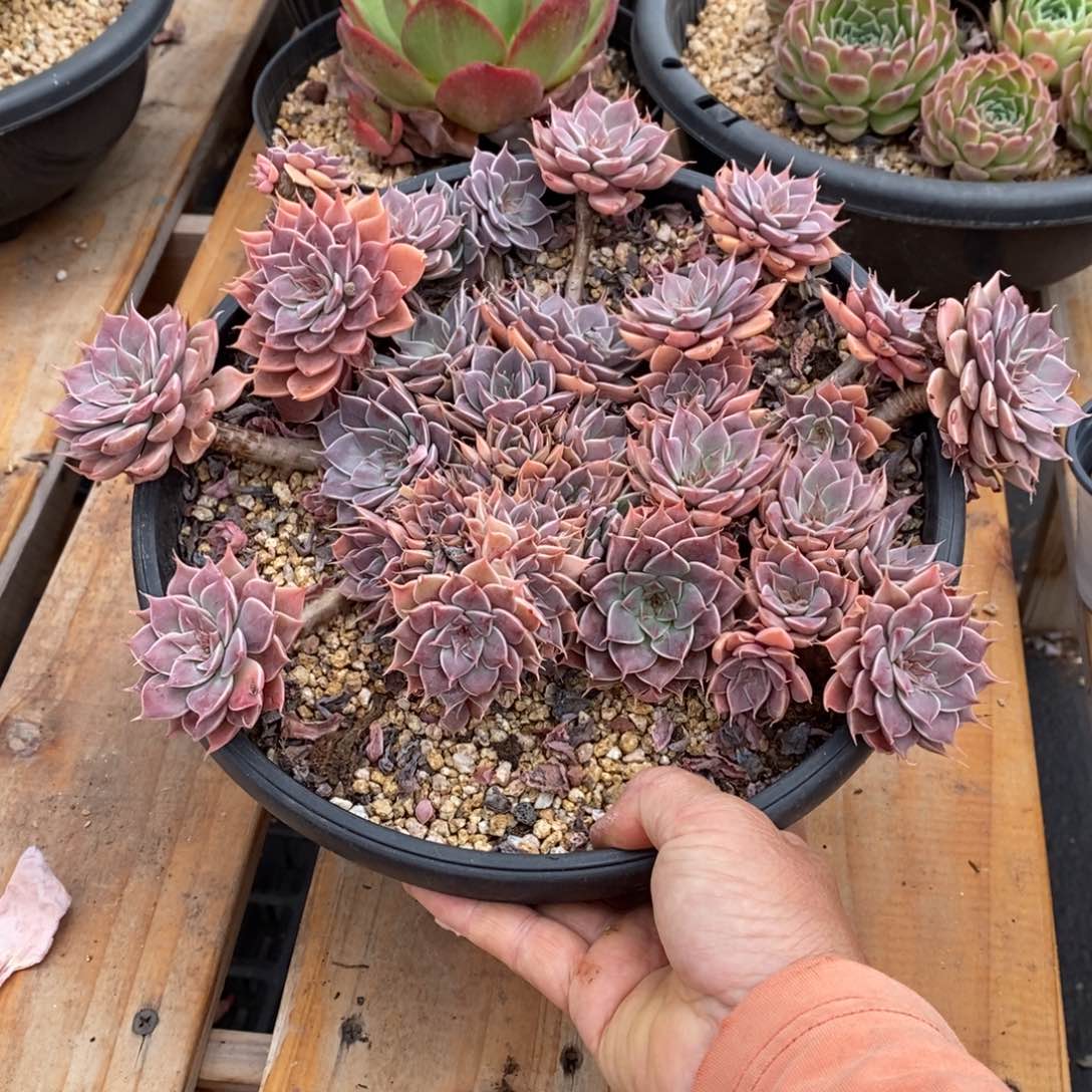 精品多肉一物一拍不包整170