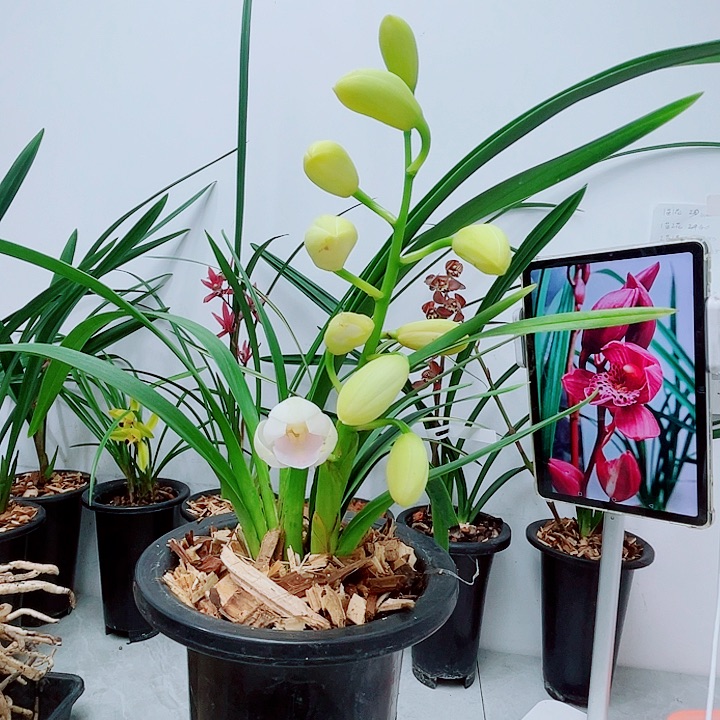 秋榜白素荷带花120