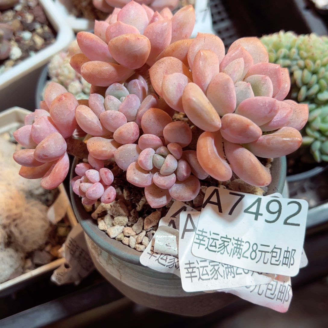 幸运的是我的朋友们