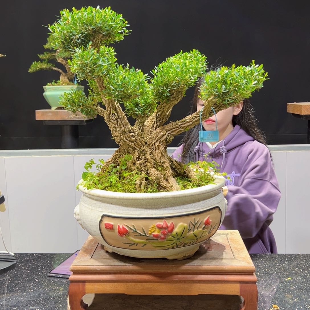 四季常青老桩黄杨盆景