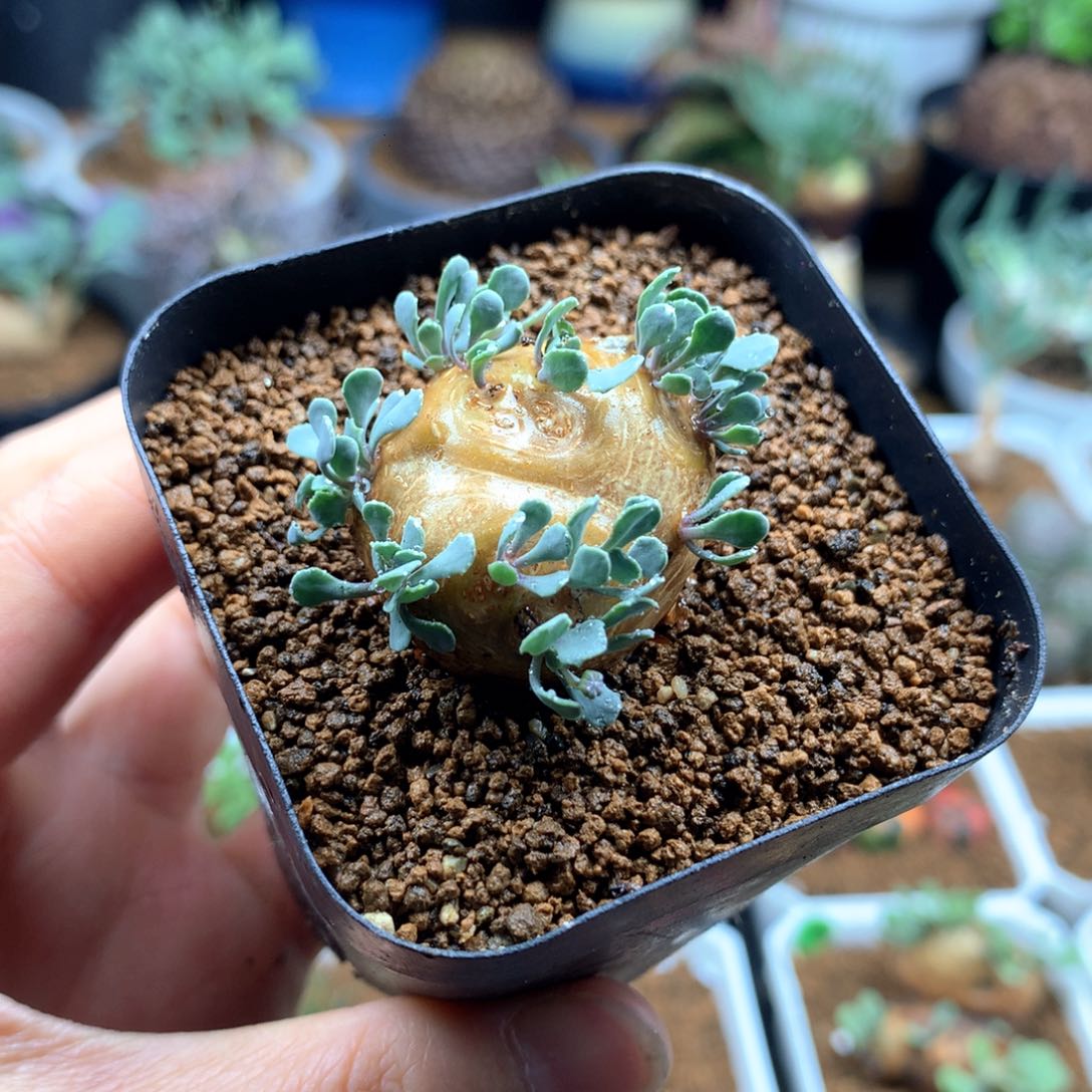 格加厚敦菊母本带盆