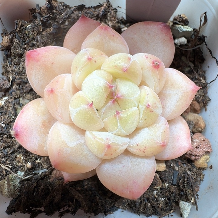 糖心多肉植物367