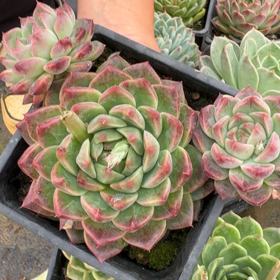 多肉杂交一物一拍29-89