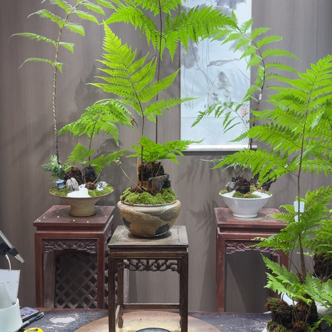 阿****无花朵蕨类植物门类