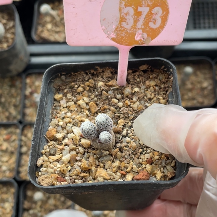 小***楠实生乳突3730000000