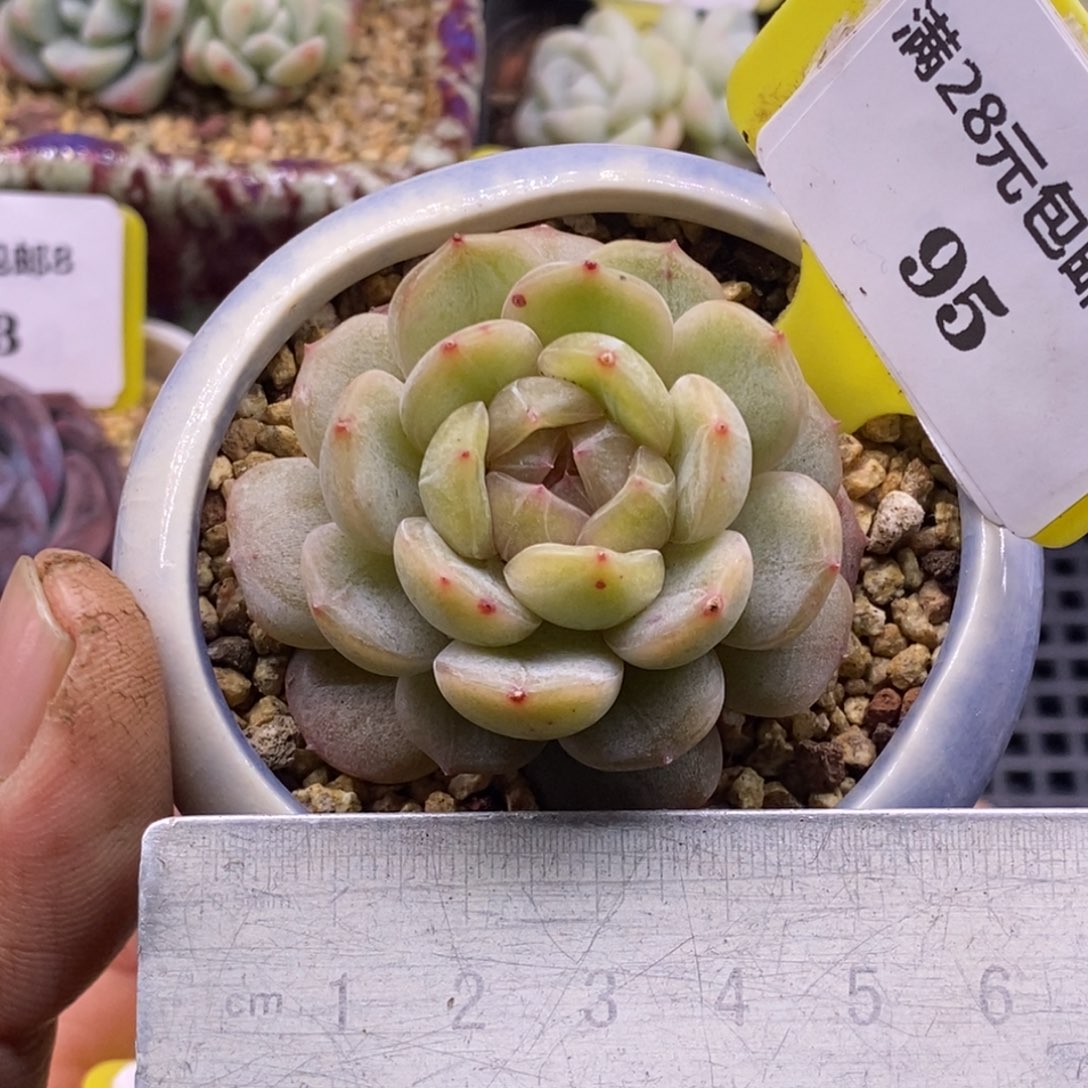 895精控白恋单头