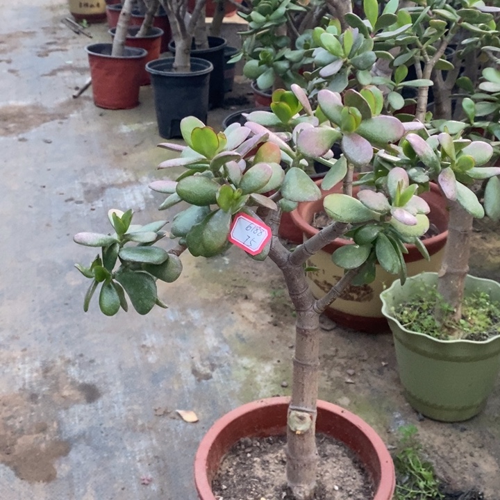 昭***殖韩国紫叶一物一拍