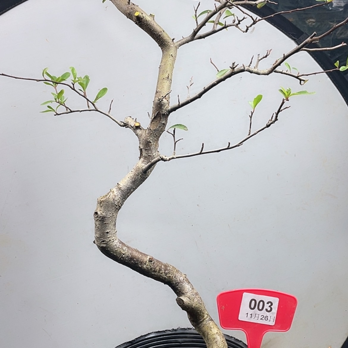 【闪购商品】无花朵003