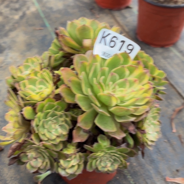瑞妈多肉植物619斑斓