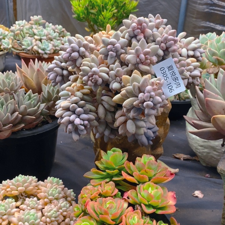 夏悦多肉 0305-106粉桃