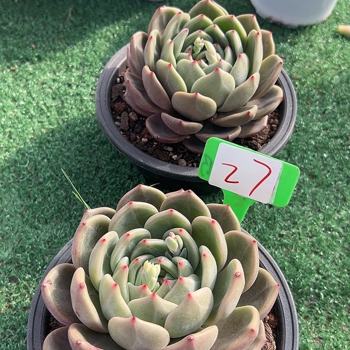 27橙一个脱土多肉脱土