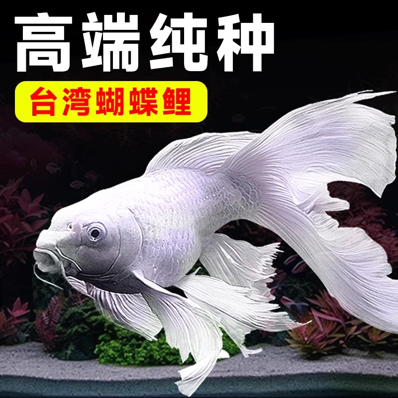 台湾贵妃蝴蝶鲤冷水观赏鱼石膏白短身球体狮子头大号长尾纯种活体