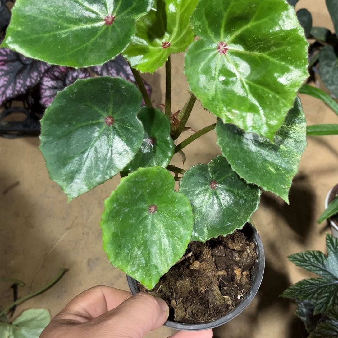 不开花植物胭脂杭州