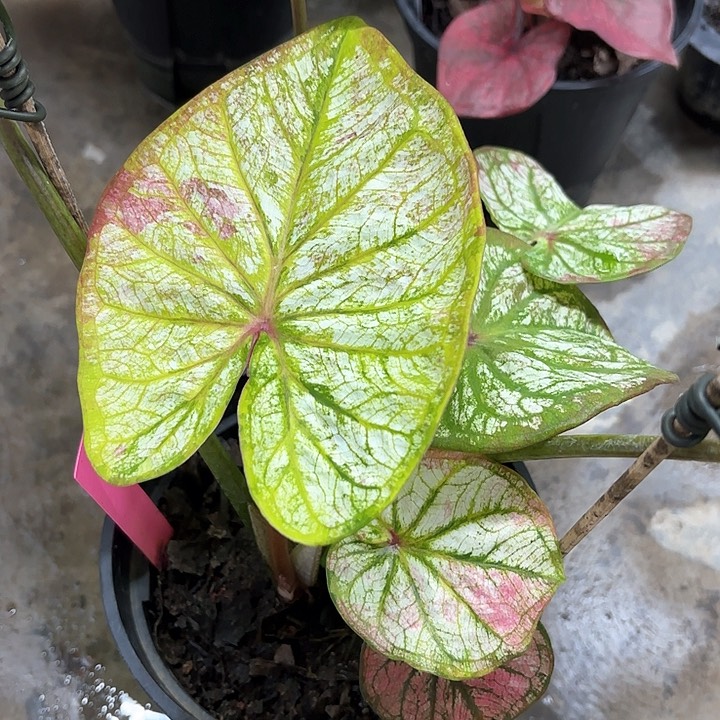 225-0206大白描彩叶芋广东现货