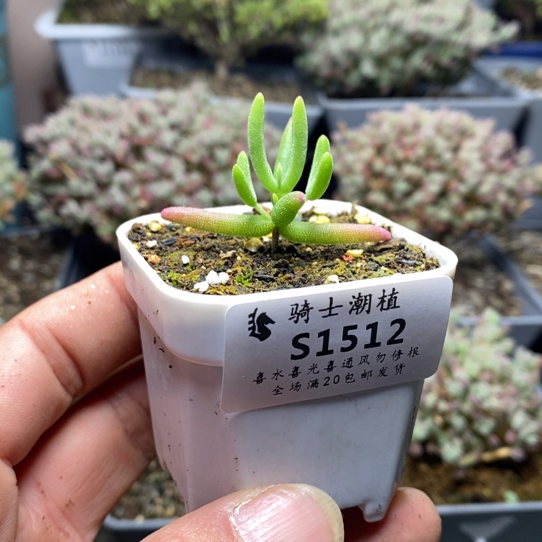 1512实生香蕉枝干番杏