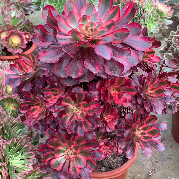 不包损337号丽娜老桩