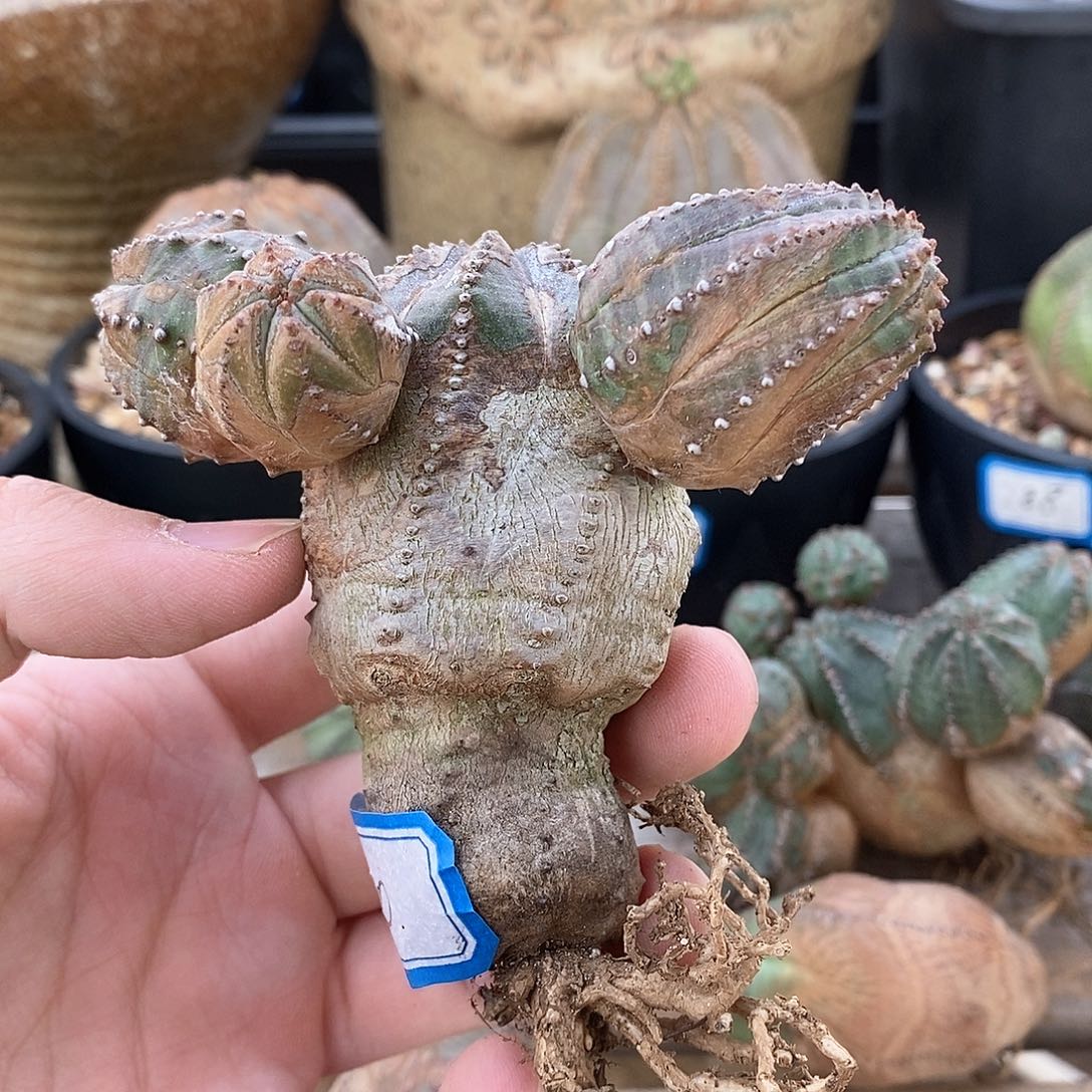 群生布纹球多肉植物