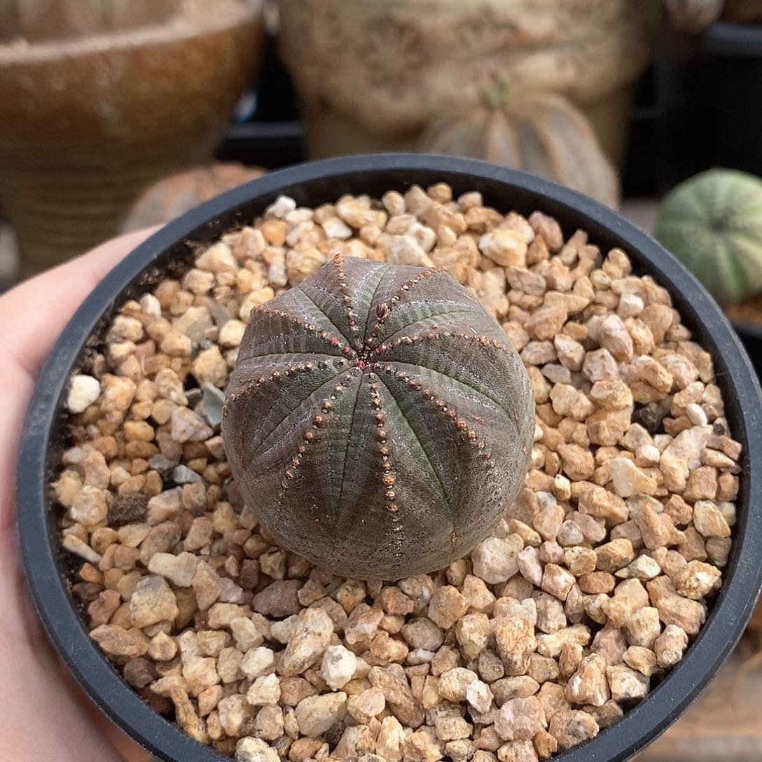 欧系实生布纹球多肉植物