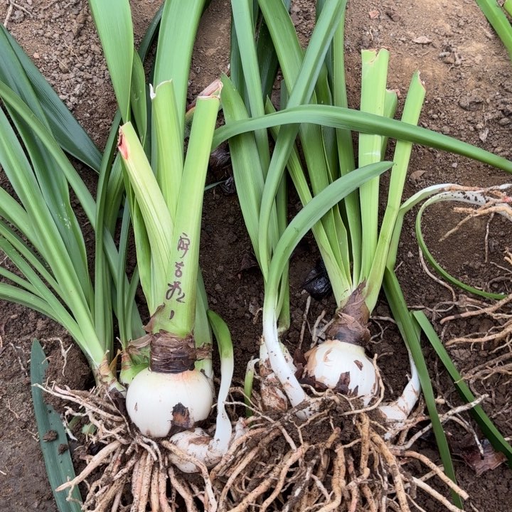 无花朵知***，安吉拉两颗包对版1602