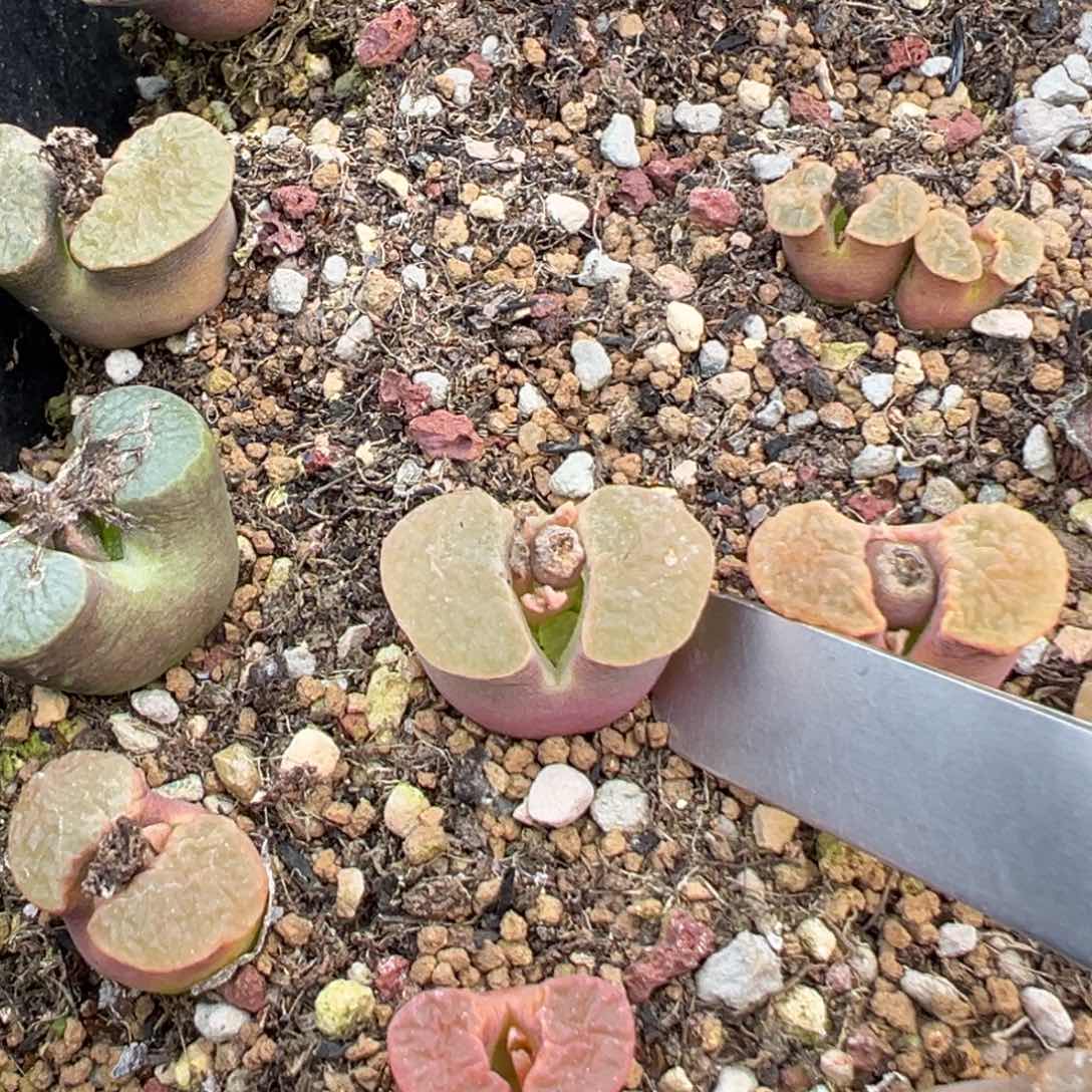 美死啦 肉锥植物