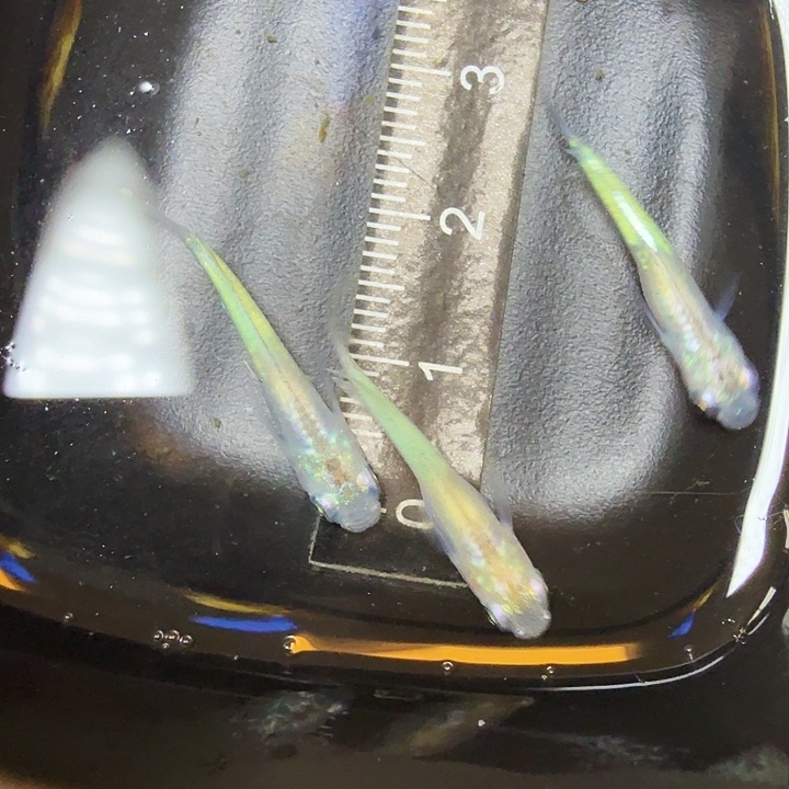 青鳉鱼119号拍品萤火虫