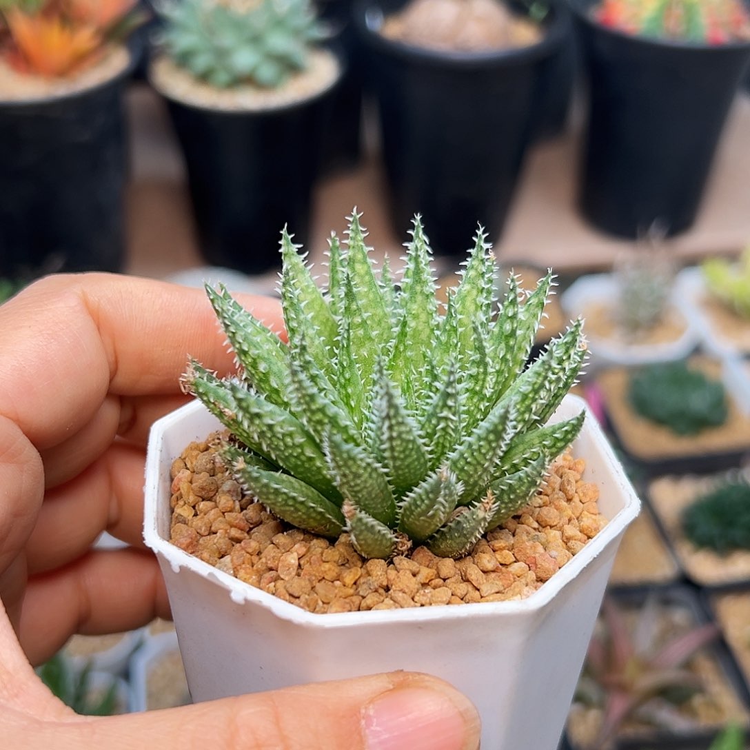 原始硬叶十二卷一颗