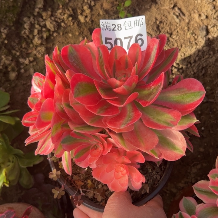 5076女巫多肉植物