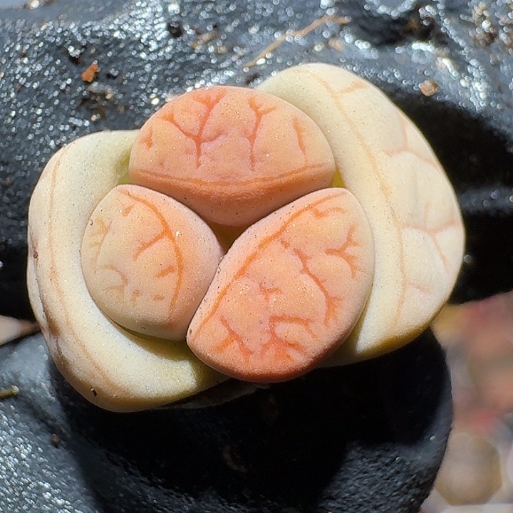 生石花2:：，星。 33号