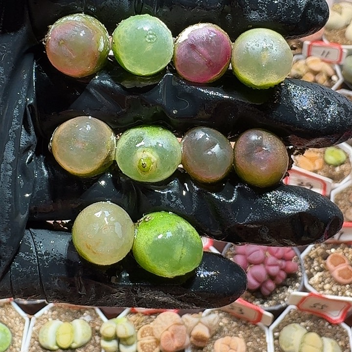 生石花22333:/。 239