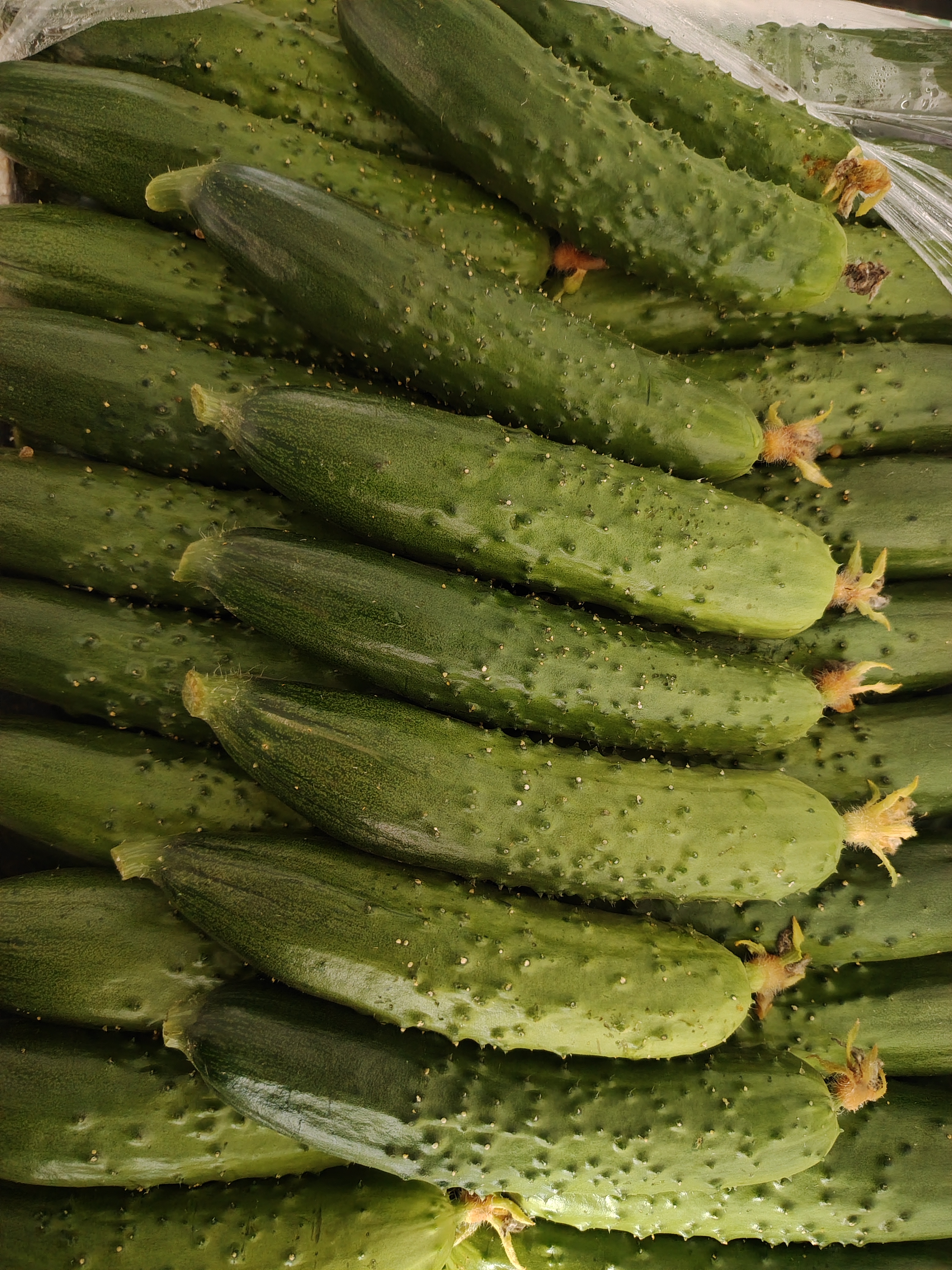 5斤当地小黄瓜(就是好吃)