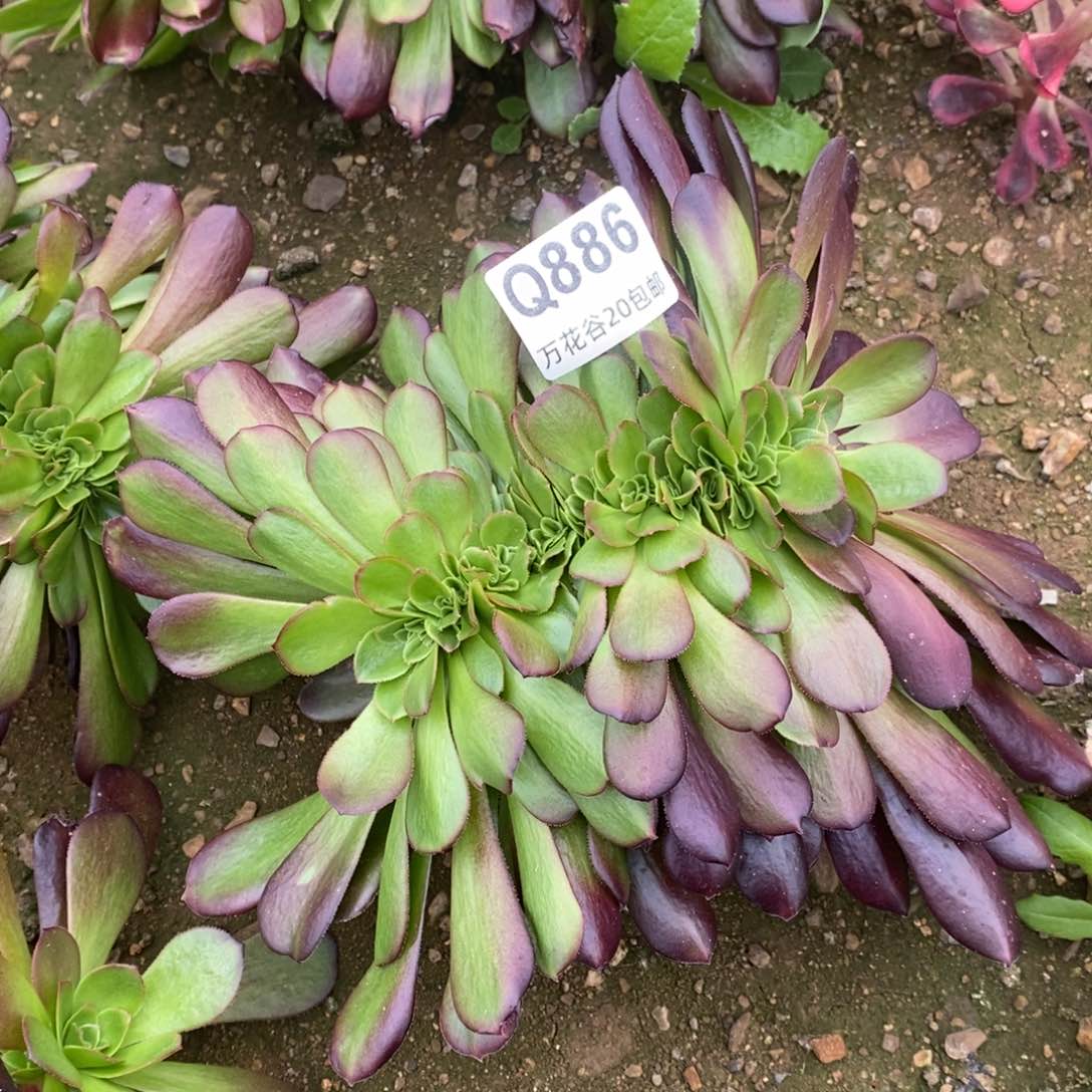 886欧紫缀多肉植物
