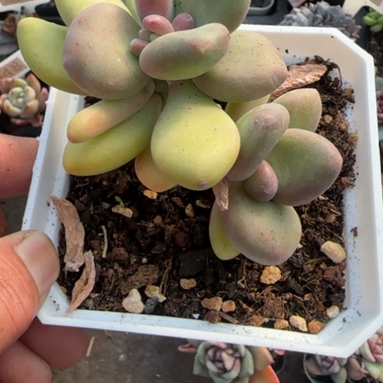 33芒果奶多肉植物多