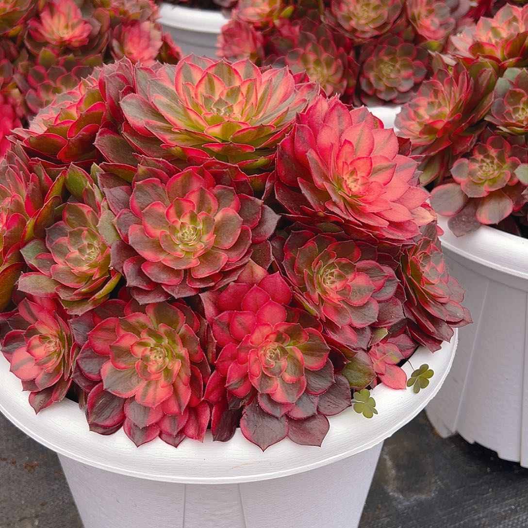 平***》1111111111111111111