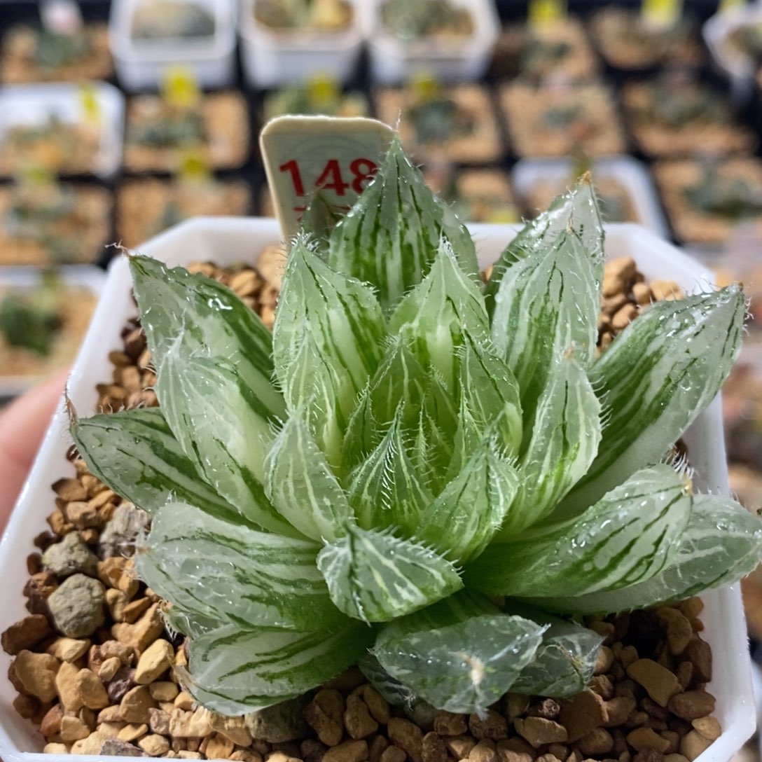 148原始十二卷多肉植物