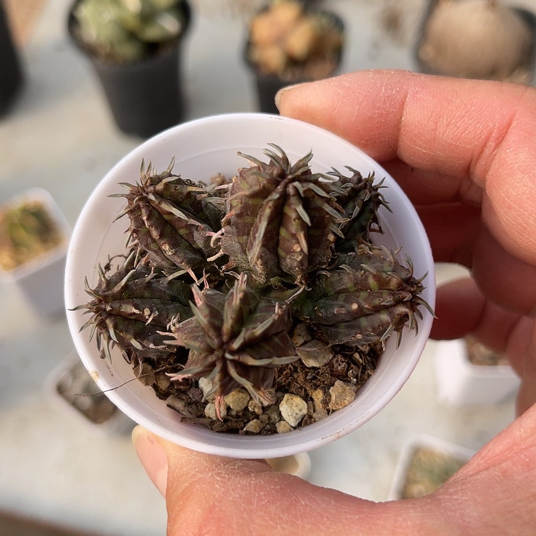 法利达大群一物一拍