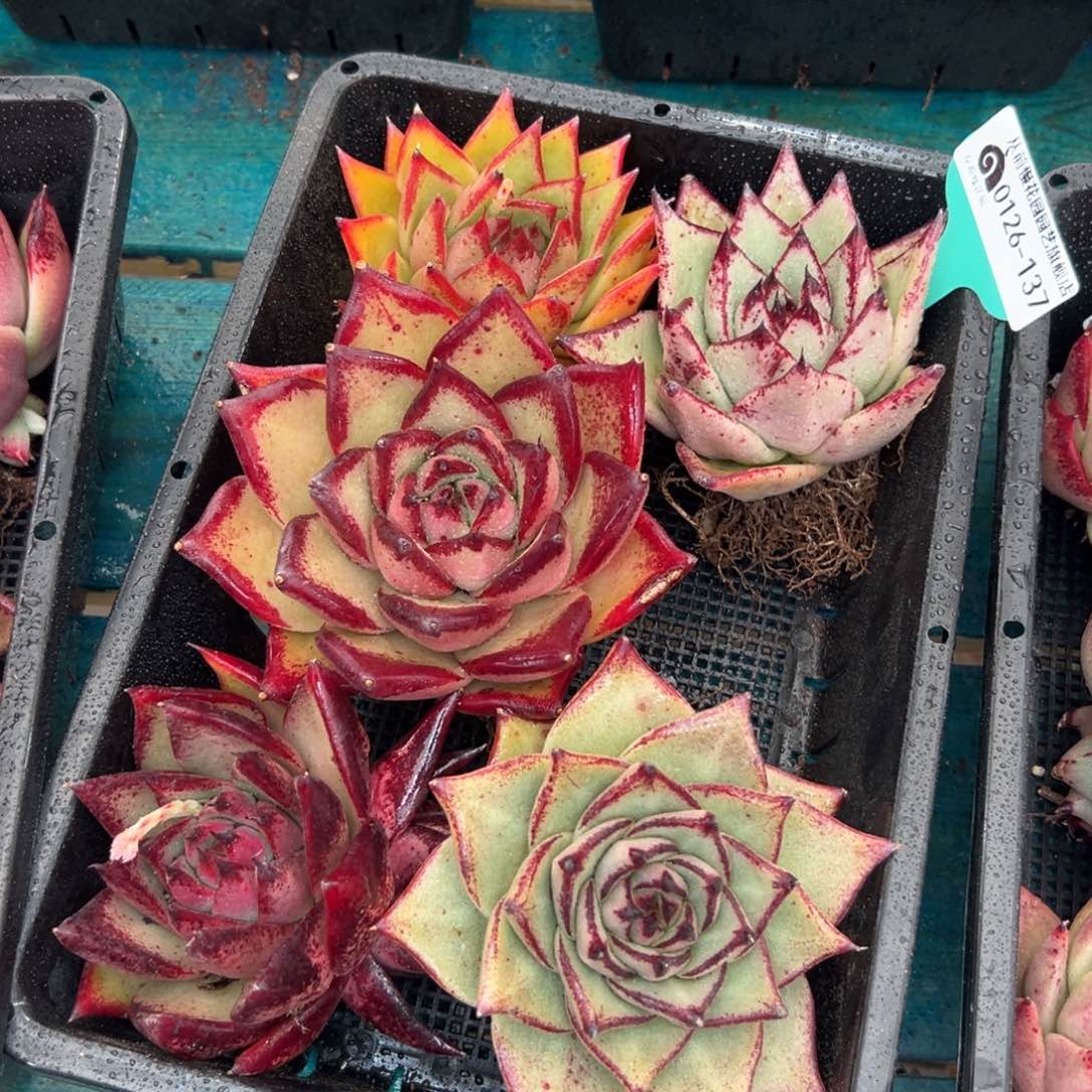 多肉一物一拍编号0126-137