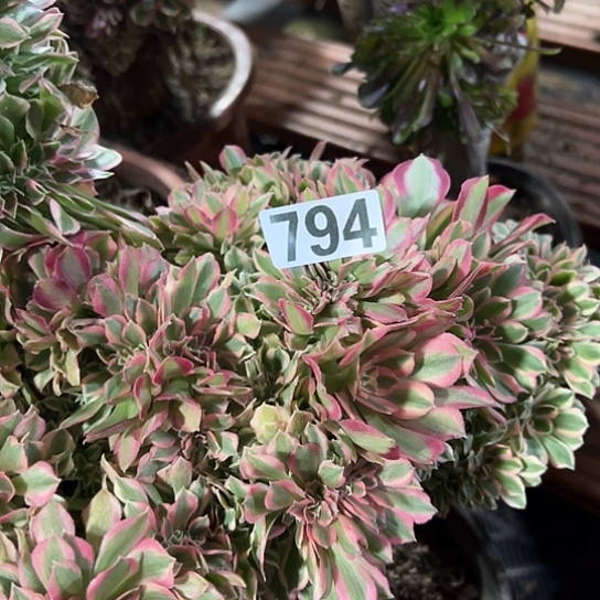 昕***欣多肉植物一个女巫妖794