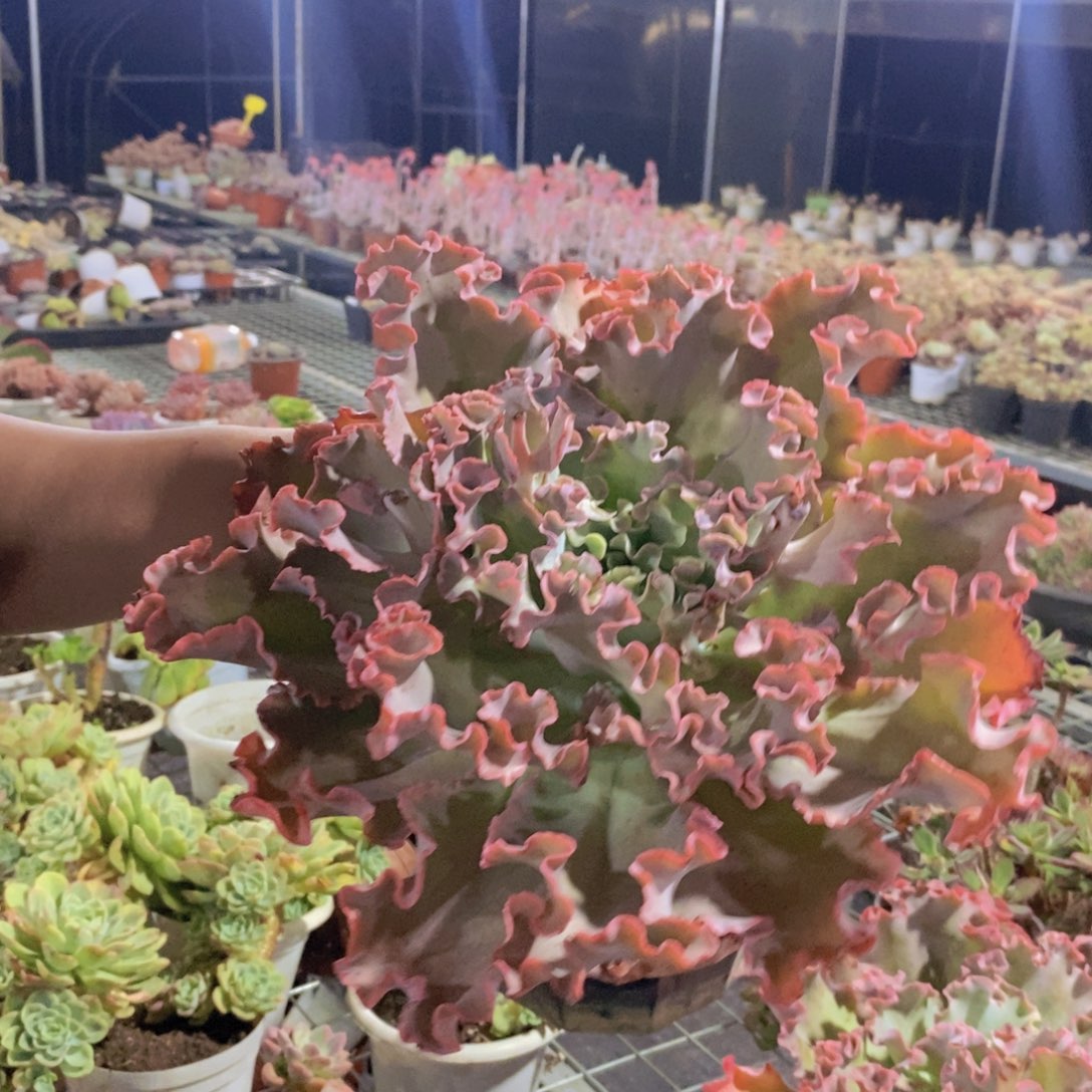 高沙之翁大单头老桩