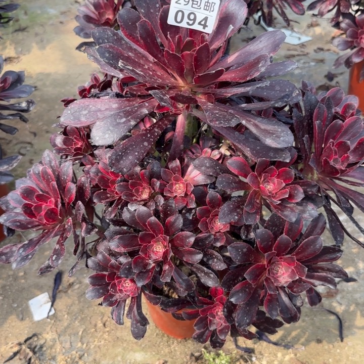 丽娜……多肉植物的